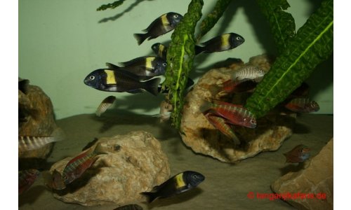 Tropheusbecken 480l